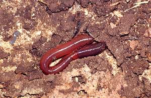 Lumbricus_rubellus