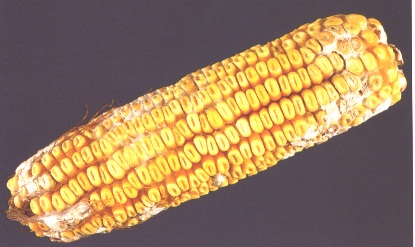 Fusarium moniliforme