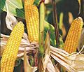 maize_img1