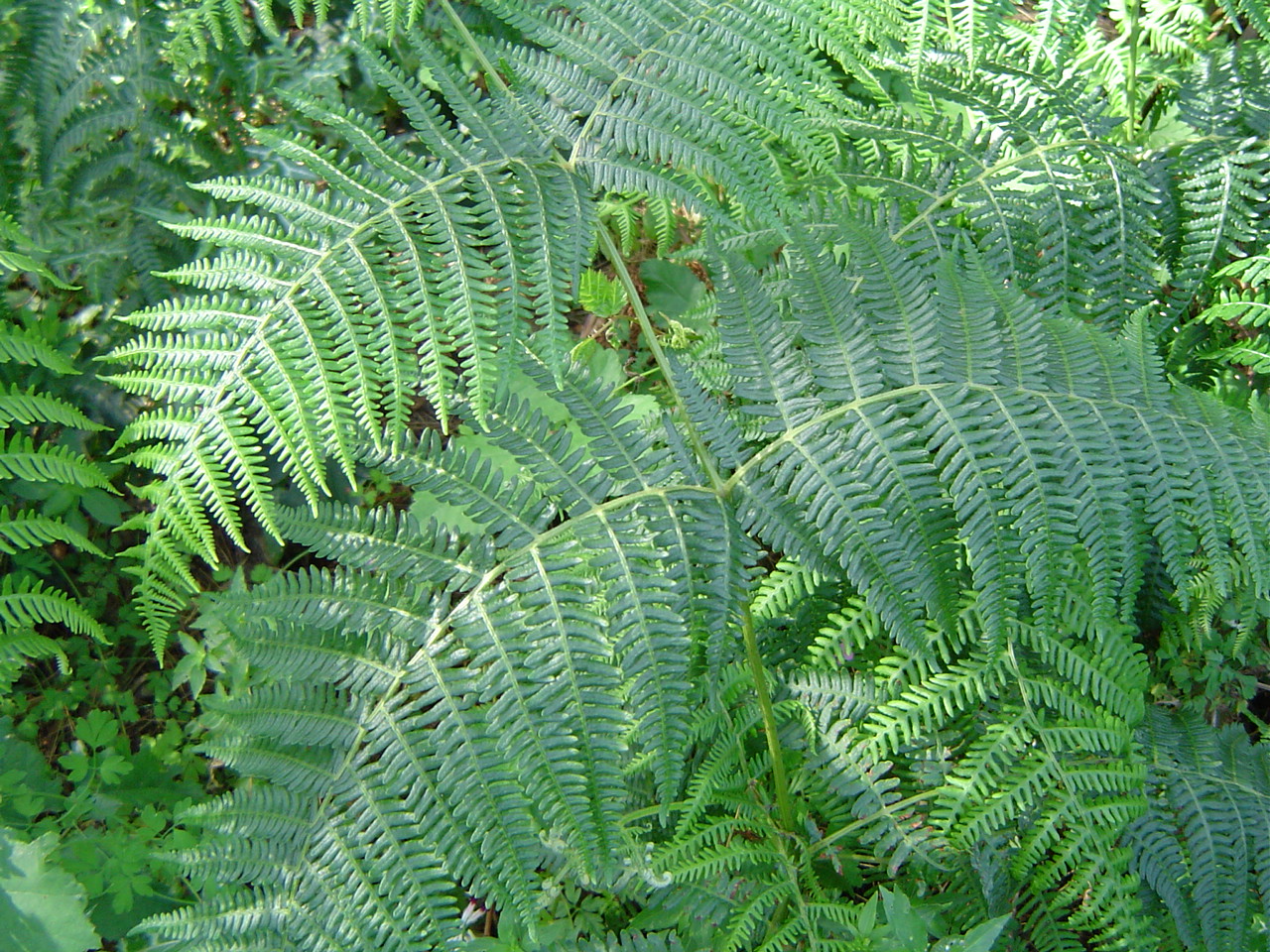 Орлова папрат (Pteridium aquilinum)