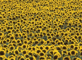 sunflower-picture_AJM55D