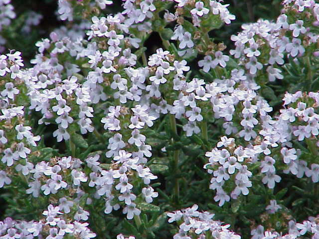 Мащерка - Thymus vulgaris